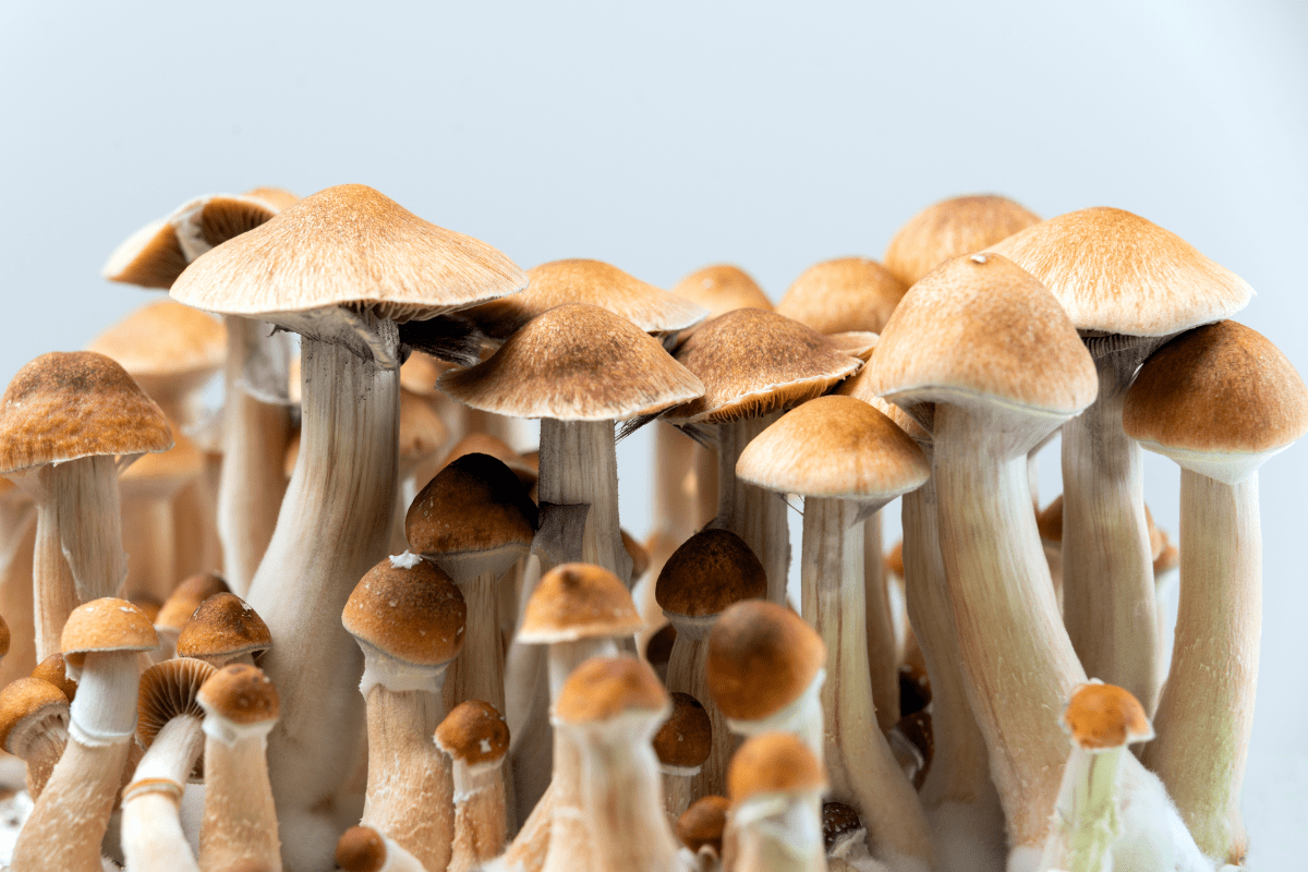 How Long Do Magic Mushrooms Stay in Your System